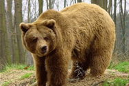 Rezervaţia de urşi LiBEARty